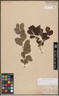 Foto von Salix aurita L.